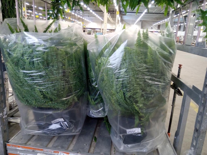 <h4>Nephrolepis exal. 'Green Lady'</h4>