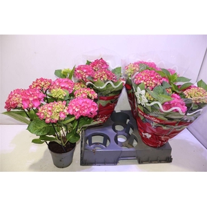 arr8 Hydr M Amsterdam