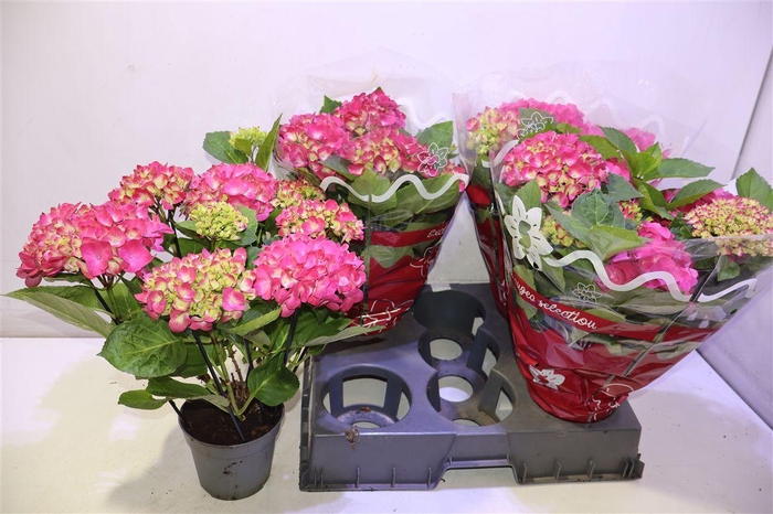 <h4>arr8 Hydr M Amsterdam</h4>