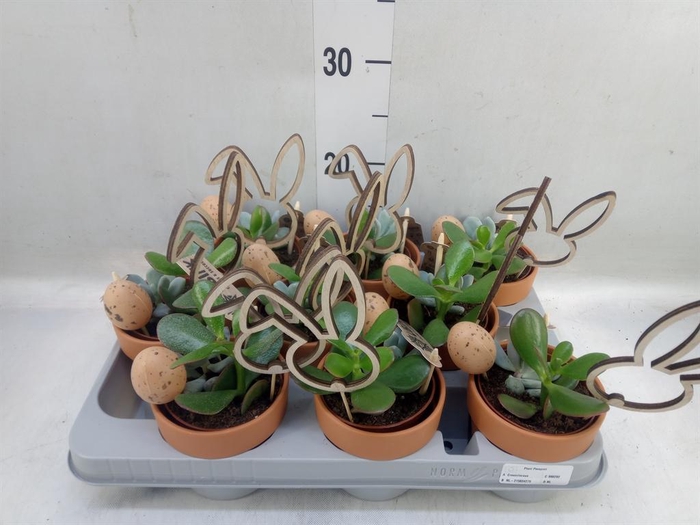 <h4>Arr.  Succulents L%</h4>