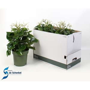 PEP POLYBOT RAINDROP