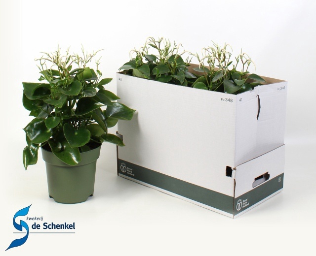 <h4>PEP POLYBOT RAINDROP</h4>