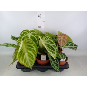 Anthurium   ...