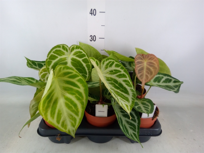 <h4>Anthurium   ...</h4>