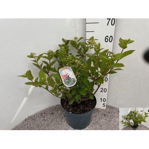 HYDR PANICULATA
