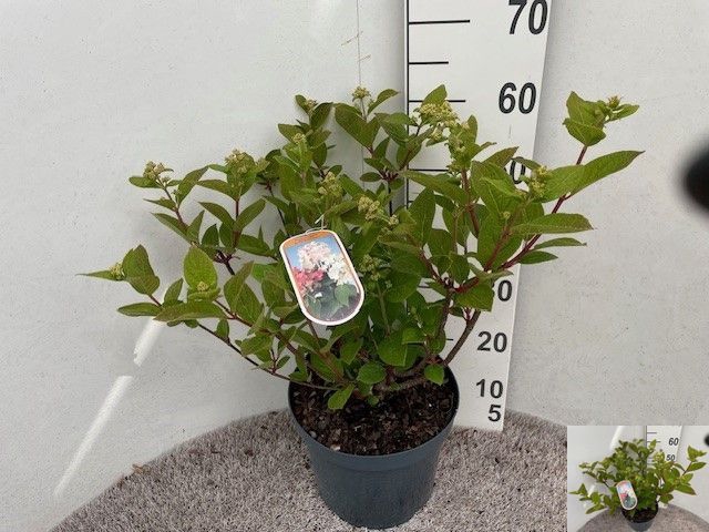 <h4>HYDR PANICULATA</h4>