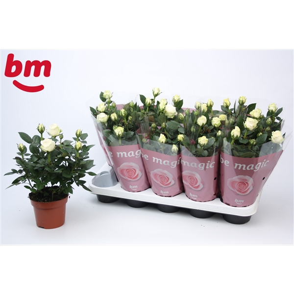 <h4>Rosa White Beau Monde (12 cm)</h4>