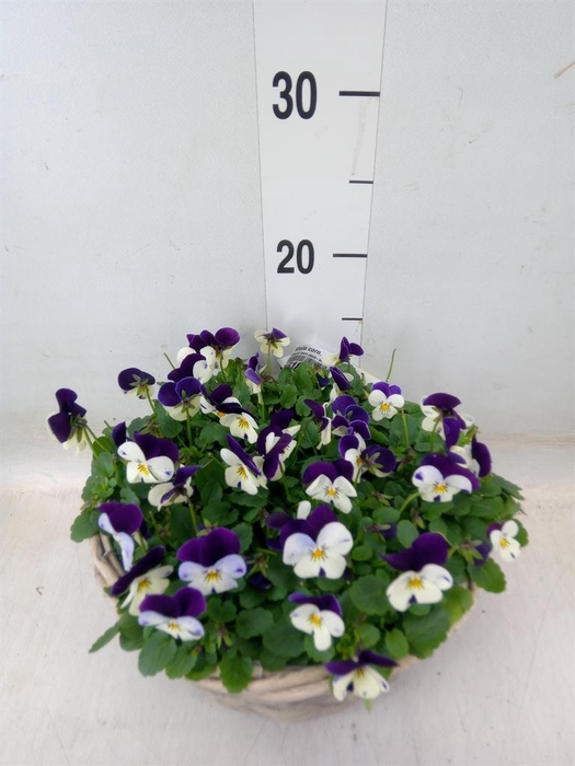 <h4>Viola corn.   ...</h4>