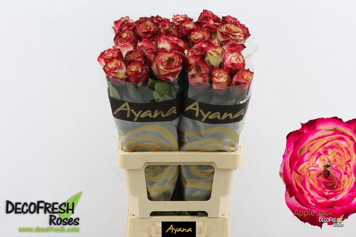 <h4>R Gr Apple jack</h4>