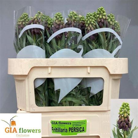 <h4>Frit Persica</h4>
