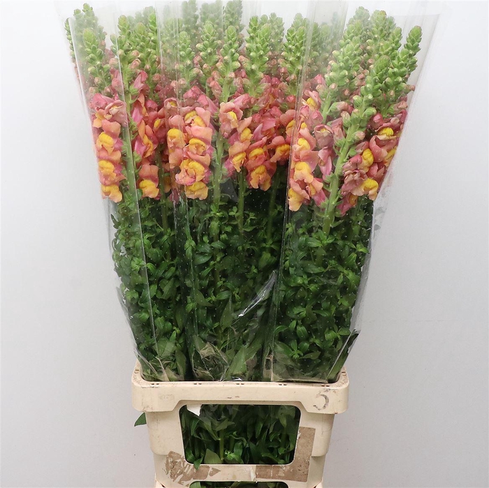 <h4>Antir Op Light Orange</h4>