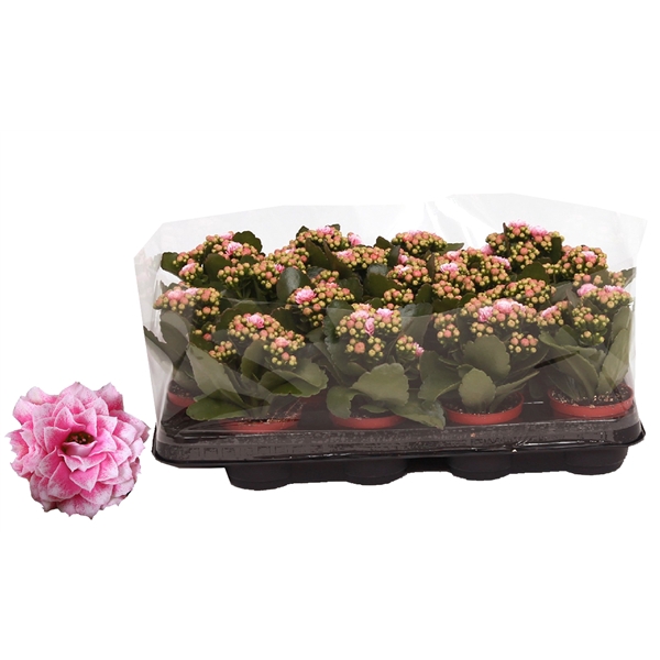 <h4>Kalanchoe Rosalina 07cm Don Alano wit/roze, Trayfolie</h4>