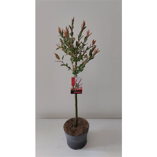 <h4>Salix integra 'Flamingo'</h4>