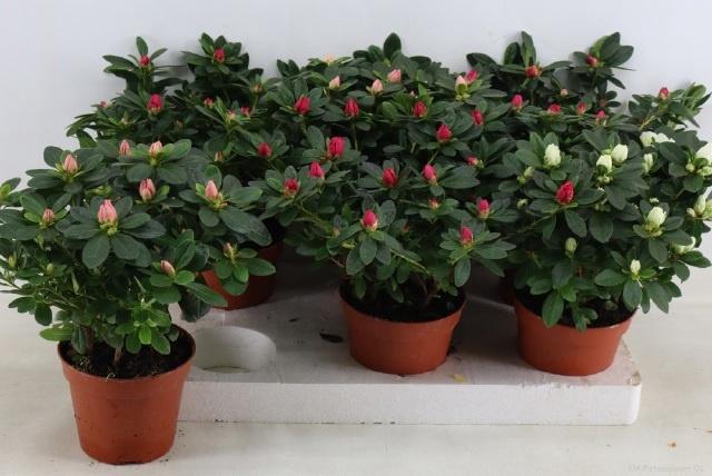 <h4>RHODO SI GEM</h4>