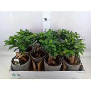 Ficus microcarpa 'Ginseng'