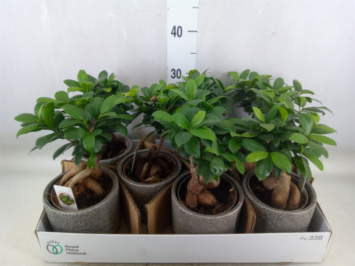 <h4>Ficus microcarpa 'Ginseng'</h4>