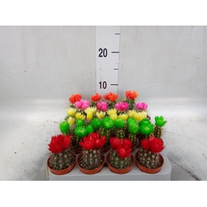 Cactus   ...decorated
