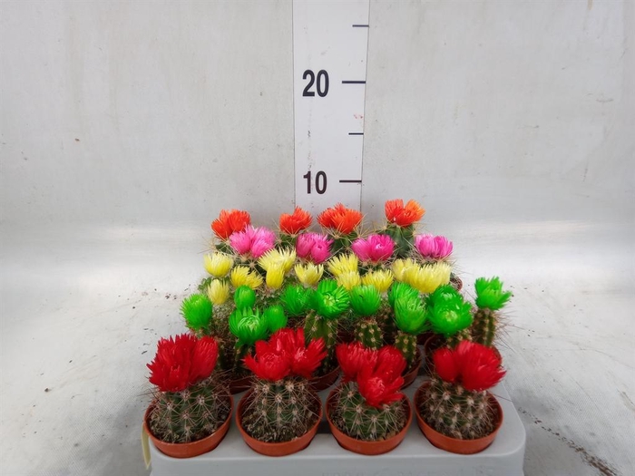 <h4>Cactus   ...decorated</h4>