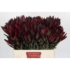 Leucadendron Saf Sunset Dark R.