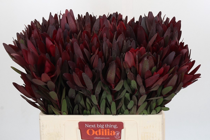 <h4>Leucadendron Saf Sunset Dark R.</h4>