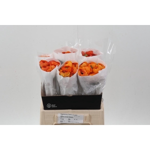 Ran Cloni Orange 40cm Ecu