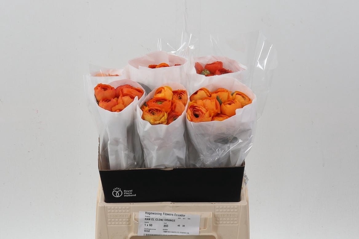 <h4>Ran Cloni Orange 40cm Ecu</h4>