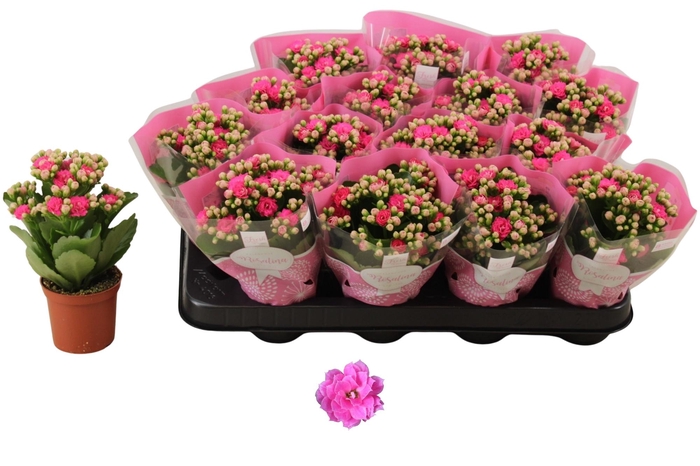 <h4>KAL GE NANDO PINK</h4>