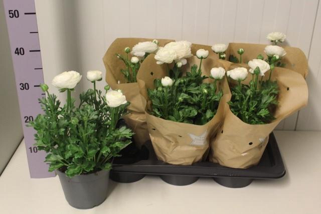 <h4>RANUN SPRINK WHITE</h4>