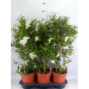Solanum jasminoides