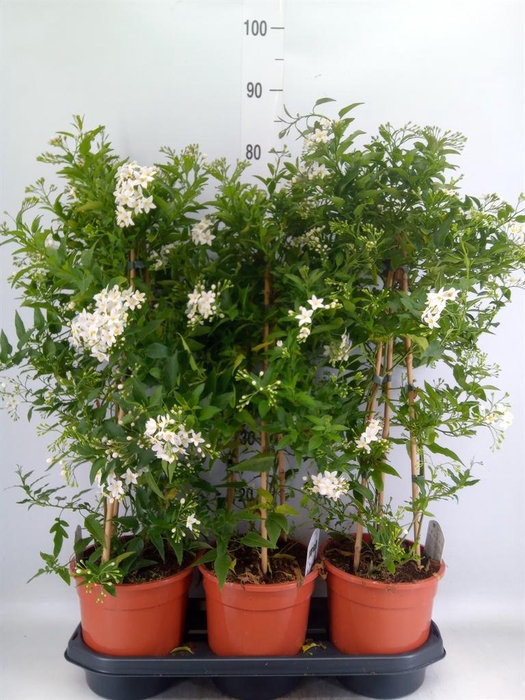 <h4>Solanum jasminoides</h4>