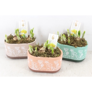 arr4 Narcis FL - Flowertime ovaal x6