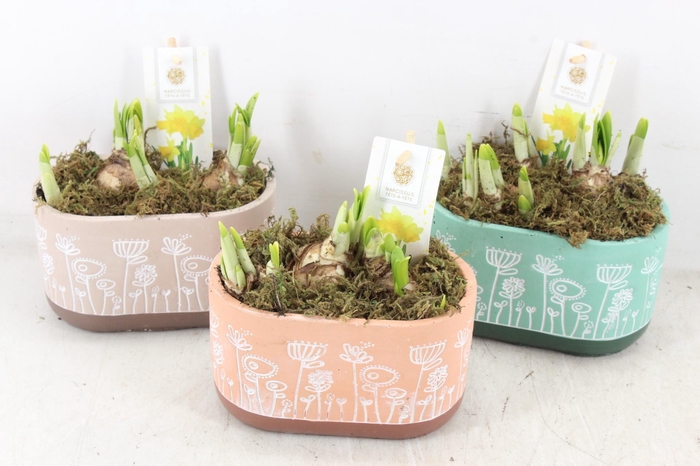 <h4>arr4 Narcis FL - Flowertime ovaal x6</h4>