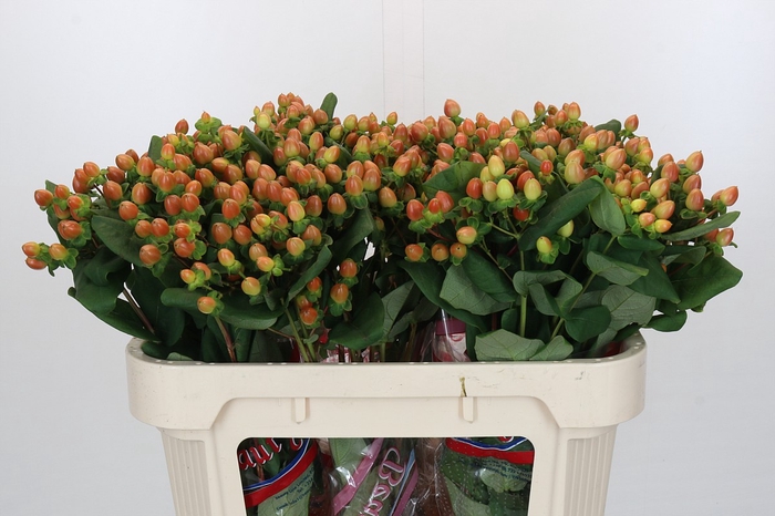 <h4>Hypericum Globo Coral</h4>