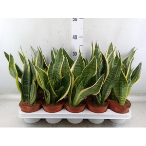 Sansevieria trifa. 'Futura Superba'