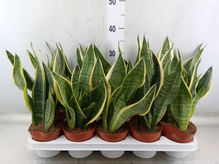 <h4>Sansevieria trifa. 'Futura Superba'</h4>