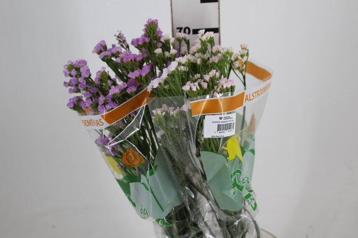 <h4>STATICE VARIADO 070 CM</h4>