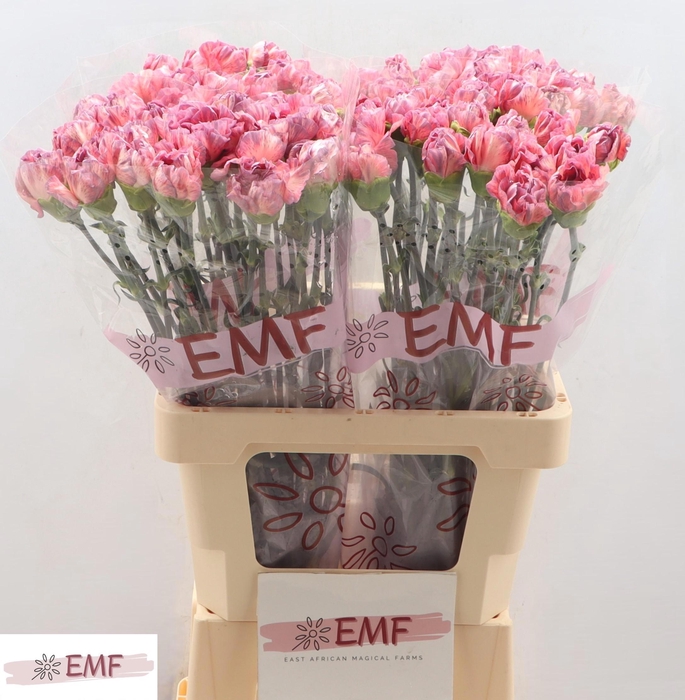 <h4>DI ST OCASO+</h4>