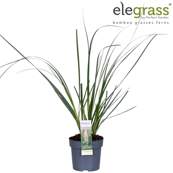 <h4>Cortaderia selloana 'Evita' P14</h4>