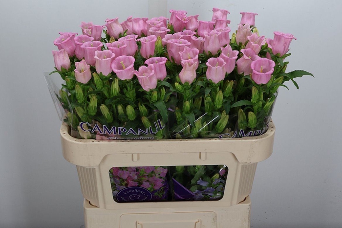 <h4>Campanula medium 'Campana Pearl Pk'</h4>