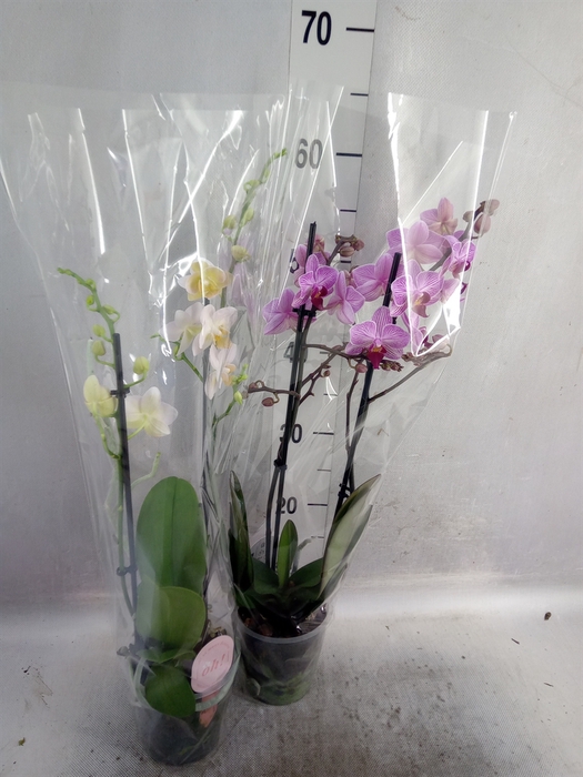Phalaenopsis multi.