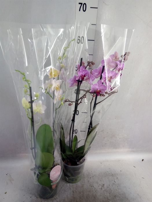 <h4>Phalaenopsis multi.</h4>