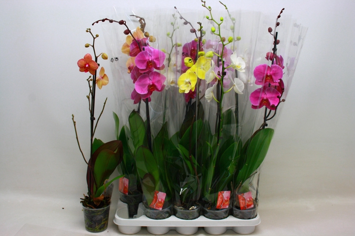 <h4>PHAL GEM</h4>