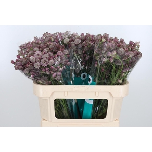 Astrantia Star Of Africa