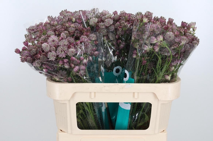 <h4>Astrantia Star Of Africa</h4>