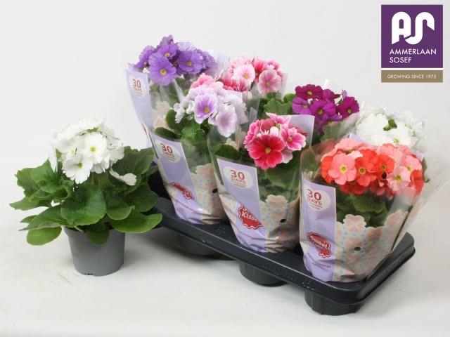 <h4>PRIM OB TM GEM</h4>