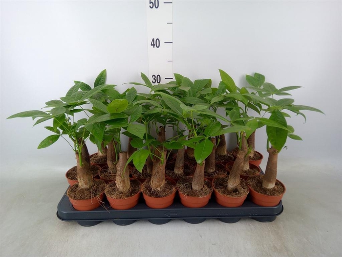 <h4>Pachira aquatica</h4>