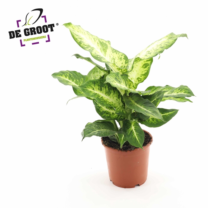 <h4>Dieffenbachia 'Mars'</h4>