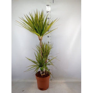 Dracaena marg. 'Sunray'