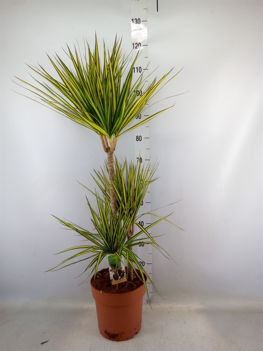 <h4>Dracaena marg. 'Sunray'</h4>