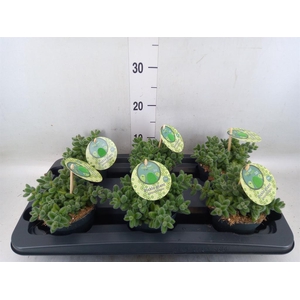 Delosperma echinatum